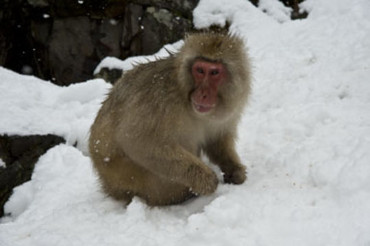 Image of Japanese Macaque