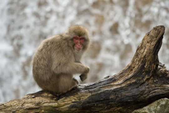 Image of Japanese Macaque