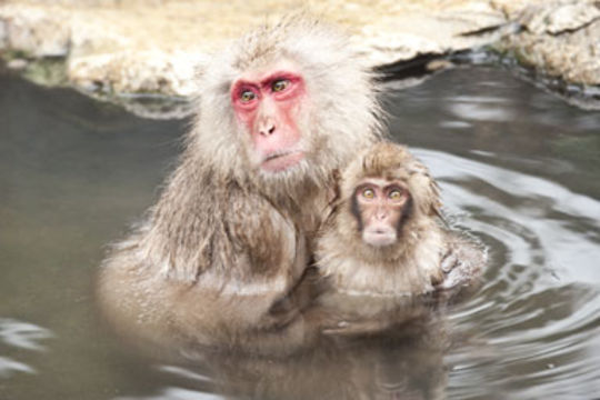 Image of Japanese Macaque