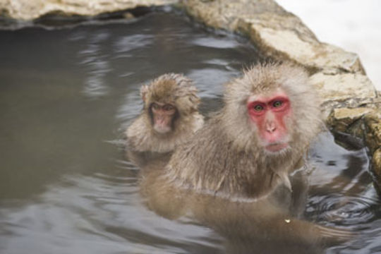 Image of Japanese Macaque