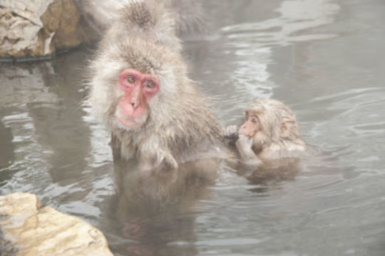 Image of Japanese Macaque