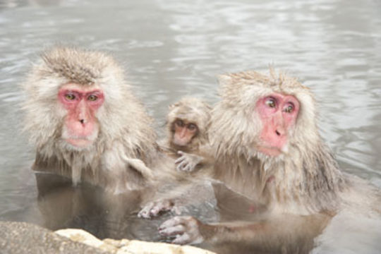 Image of Japanese Macaque