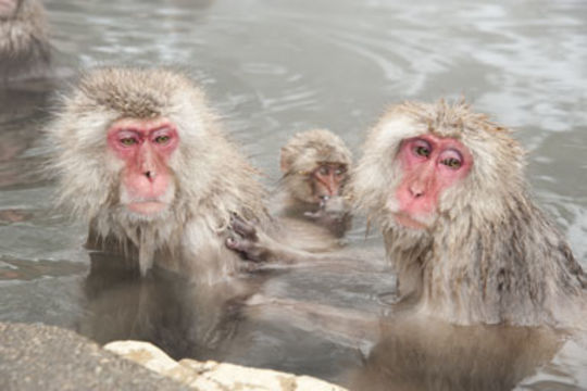 Image of Japanese Macaque