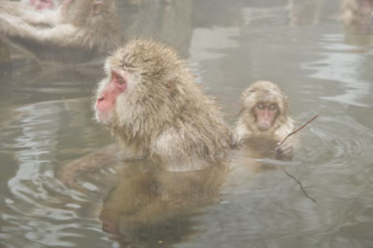 Image of Japanese Macaque