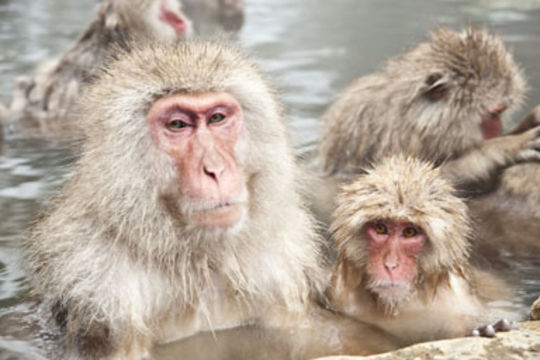 Image of Japanese Macaque