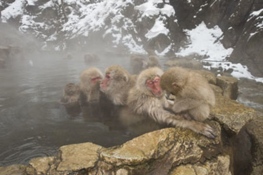 Image of Japanese Macaque