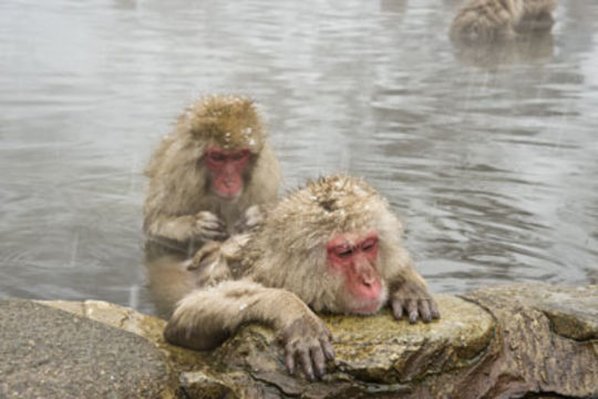 Image of Japanese Macaque