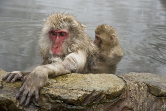 Image of Japanese Macaque