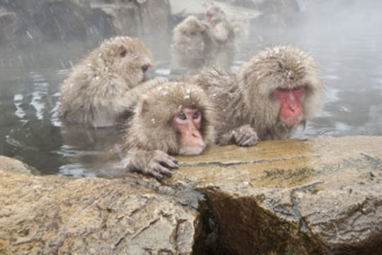 Image of Japanese Macaque