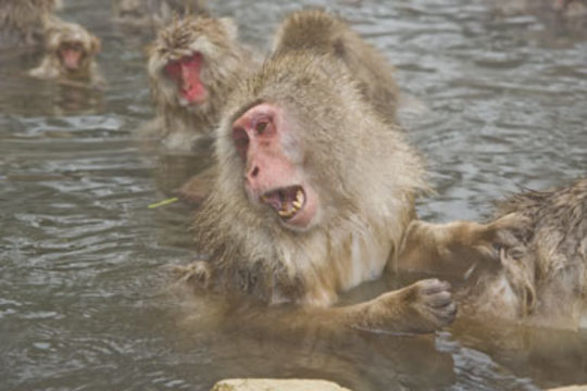 Image de Macaque Japonais