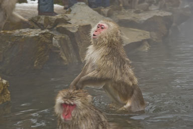 Image de Macaque Japonais