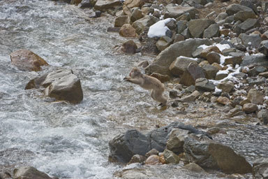 Image de Macaque Japonais