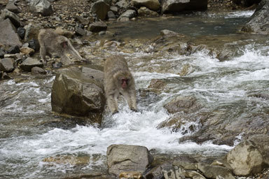 Image de Macaque Japonais