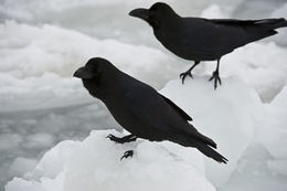 Imagem de Corvus macrorhynchos japonensis Bonaparte 1850