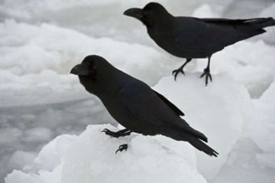 Image of Corvus macrorhynchos japonensis Bonaparte 1850