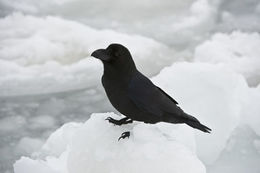 Imagem de Corvus macrorhynchos japonensis Bonaparte 1850