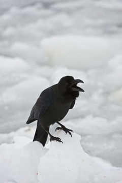 Image of Corvus macrorhynchos japonensis Bonaparte 1850