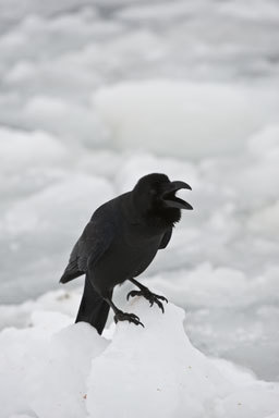 Imagem de Corvus macrorhynchos japonensis Bonaparte 1850