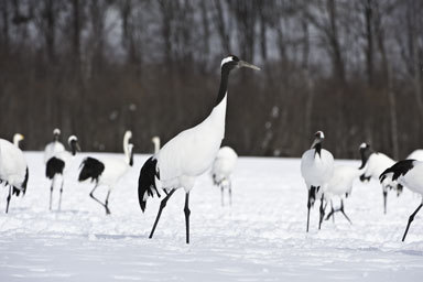 Image of Japanese Crane