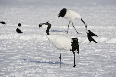 Imagem de Grus japonensis (Müller & Pls 1776)