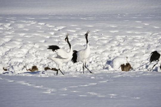 Image of Japanese Crane