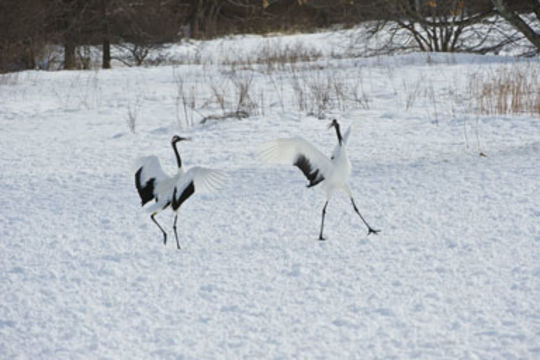 Image of Japanese Crane