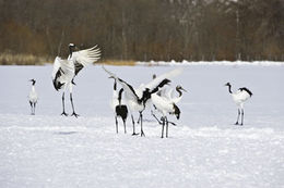 Image of Japanese Crane