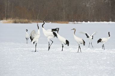 Image of Japanese Crane