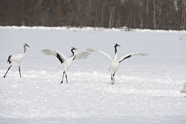 Image of Japanese Crane