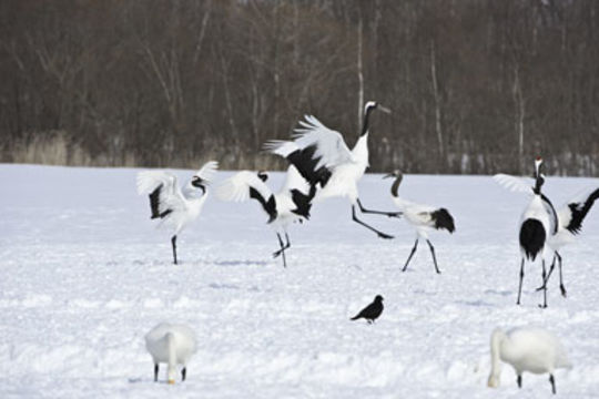 Image of Japanese Crane