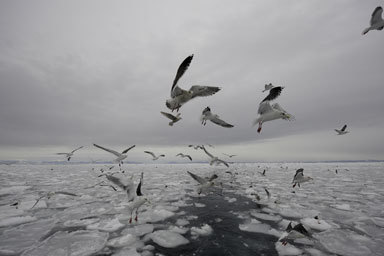 Image of Slaty-backed Gull