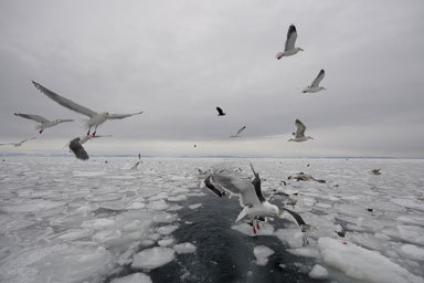 Image of Slaty-backed Gull