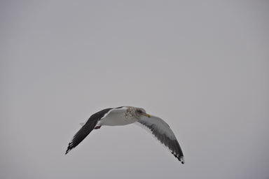 Image of Slaty-backed Gull