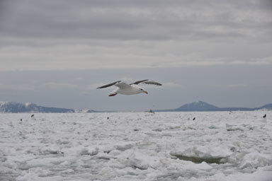 Image of Slaty-backed Gull