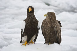 Image of White-tailed Eagle