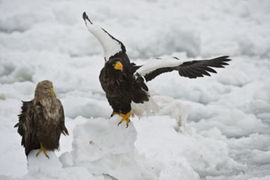 Image of White-tailed Eagle