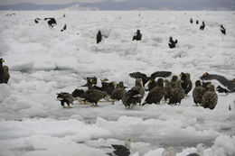 Image of White-tailed Eagle