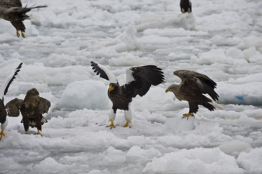 Image of White-tailed Eagle