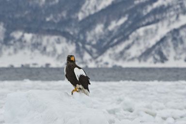 Image of Steller's Sea Eagle