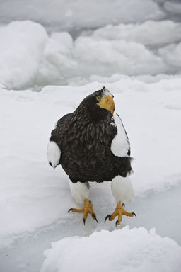 Image of Steller's Sea Eagle