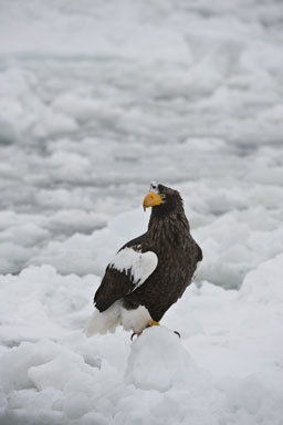 Image of Steller's Sea Eagle