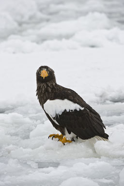 Image of Steller's Sea Eagle