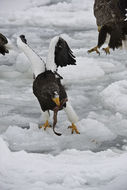 Image of Steller's Sea Eagle