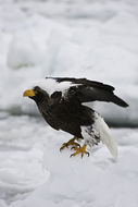 Image of Steller's Sea Eagle
