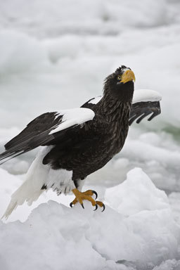 Image of Steller's Sea Eagle