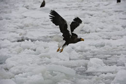 Image of Steller's Sea Eagle