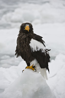 Image of Steller's Sea Eagle