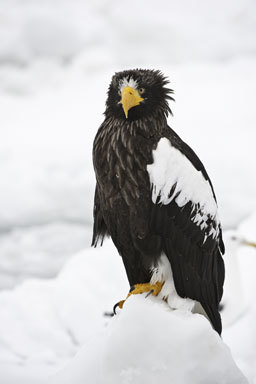 Image of Steller's Sea Eagle