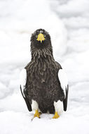 Image of Steller's Sea Eagle