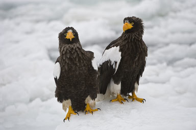 Image of Steller's Sea Eagle